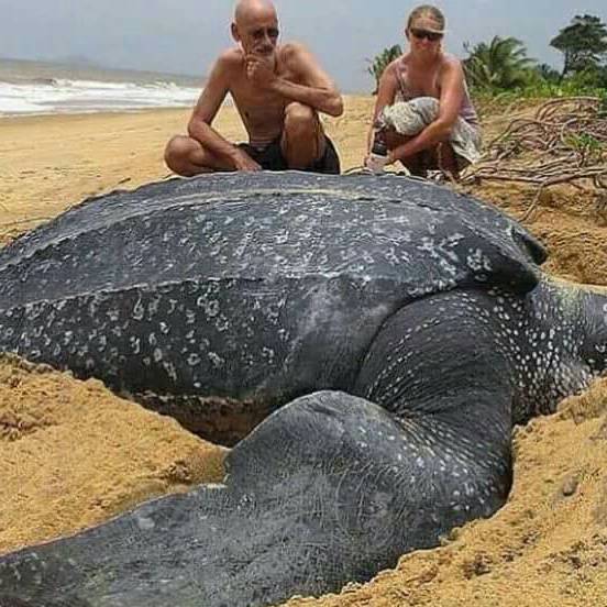 sukamade turtle beach tour to see the big oe turtle